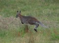 1208-1932 Wallaby (1060319)